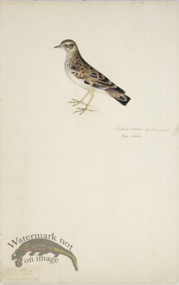 87 Swedish Birds . Alauda Arborea, Woodlark